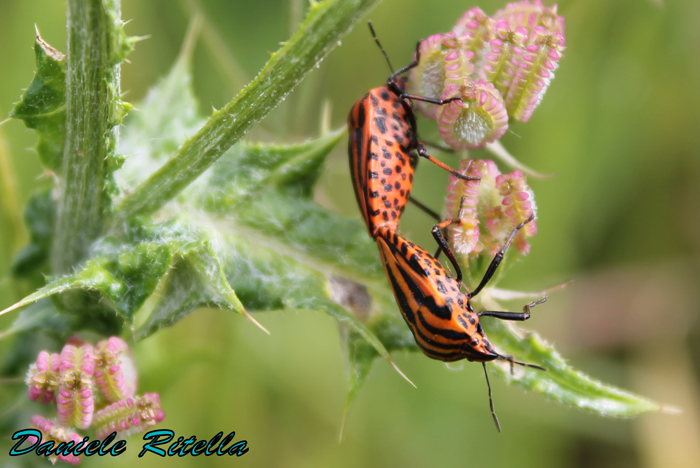 Graphosoma lineatum italicum in accoppiamento???